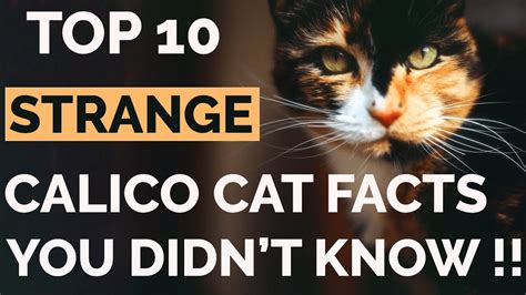 calico cat personality facts